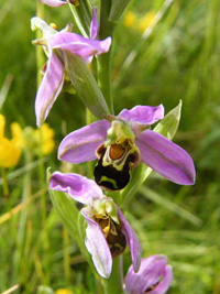 Tony Bee Orchid-7
